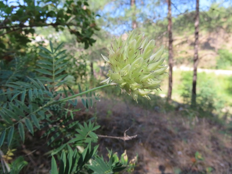 Astragalus vaginans