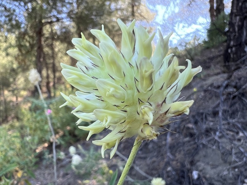Astragalus vaginans photo 2