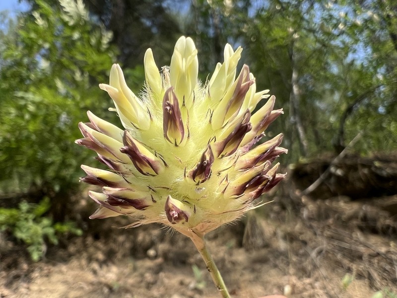 Astragalus vaginans photo 3
