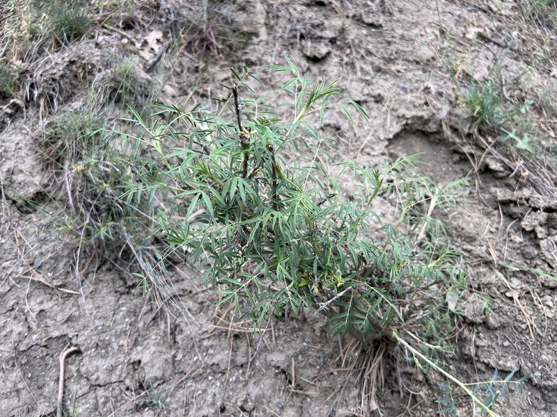 Astragalus vaginans photo 4