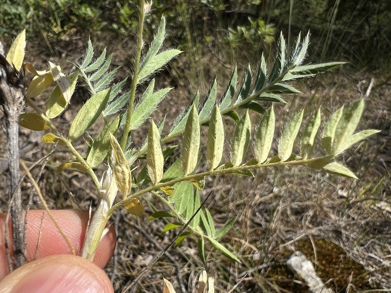 Astragalus vaginans photo 5