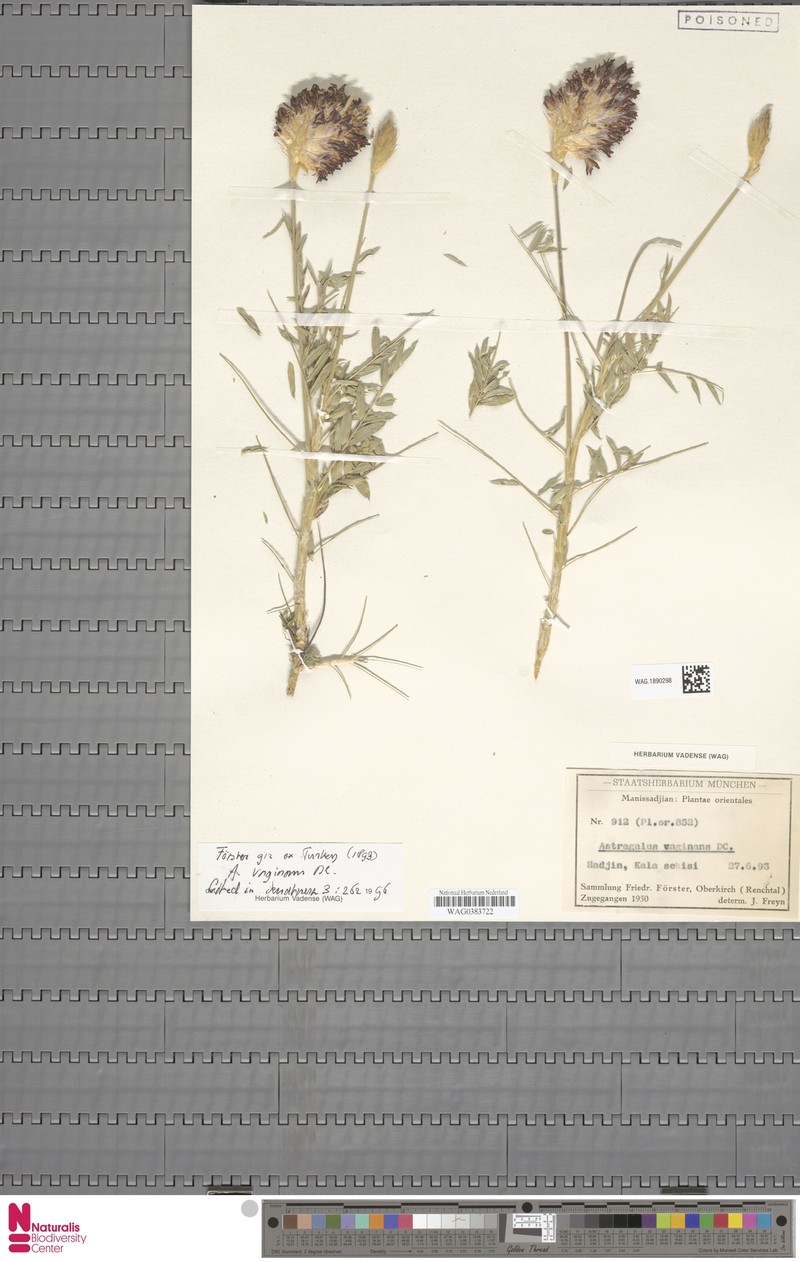Astragalus vaginans photo 6