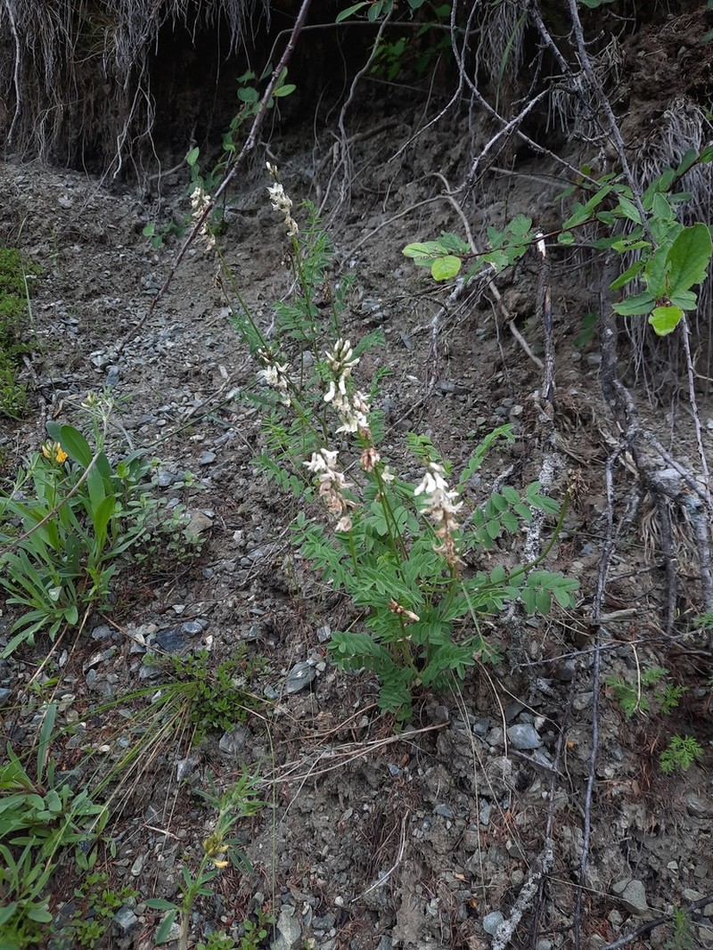 Astragalus vaginatus