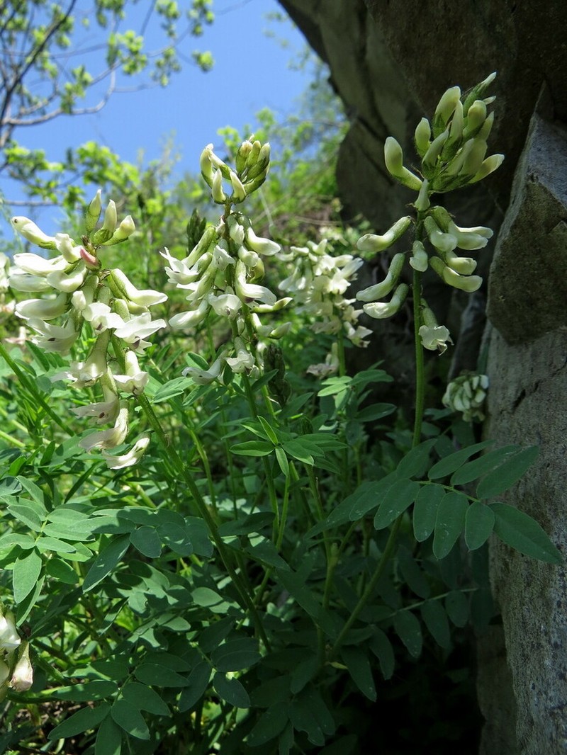 Astragalus vaginatus photo 2