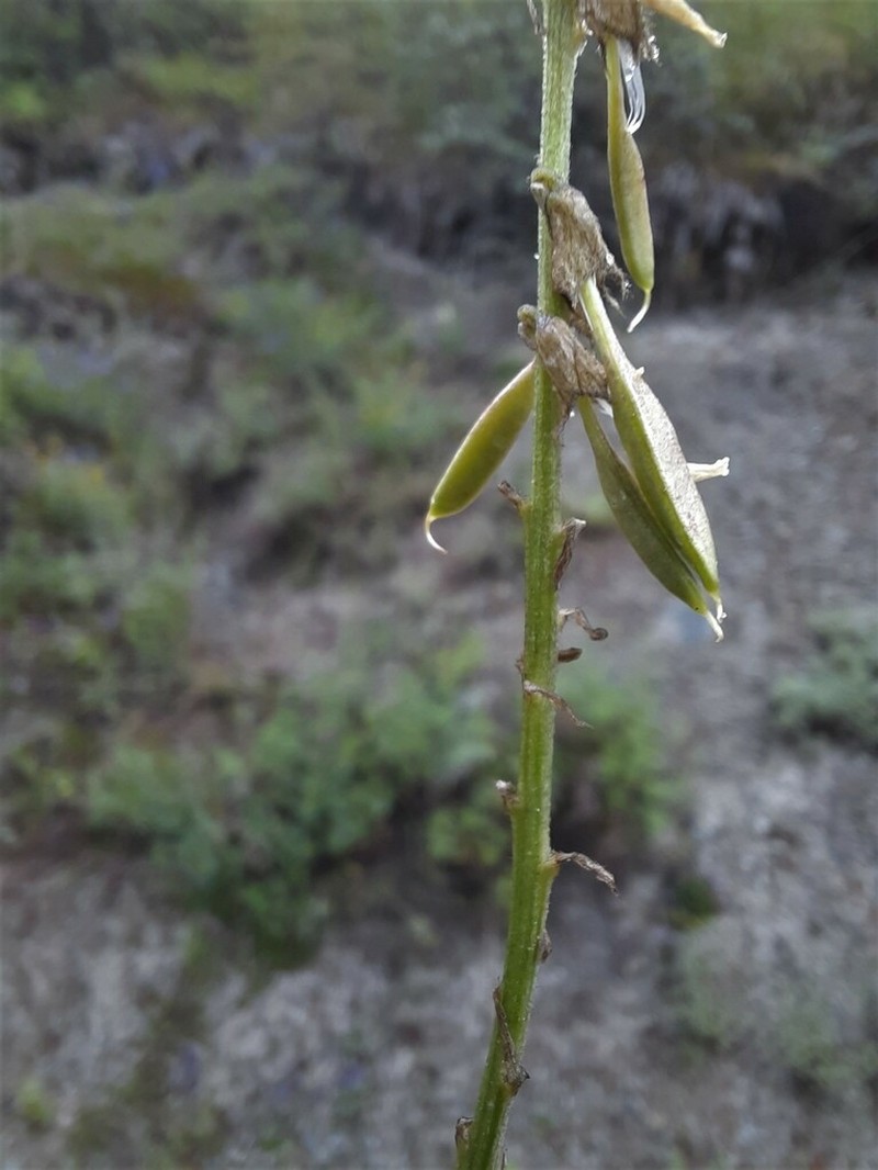 Astragalus vaginatus photo 4