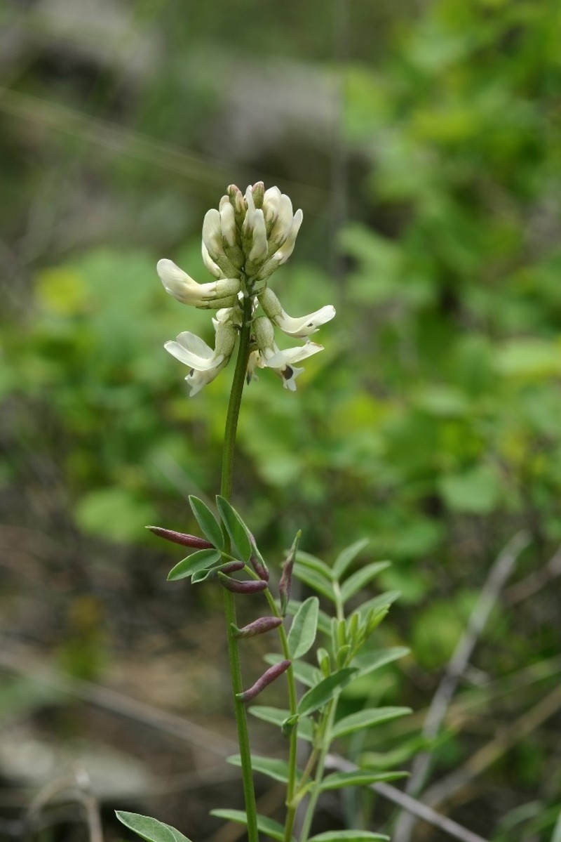 Astragalus vaginatus photo 5