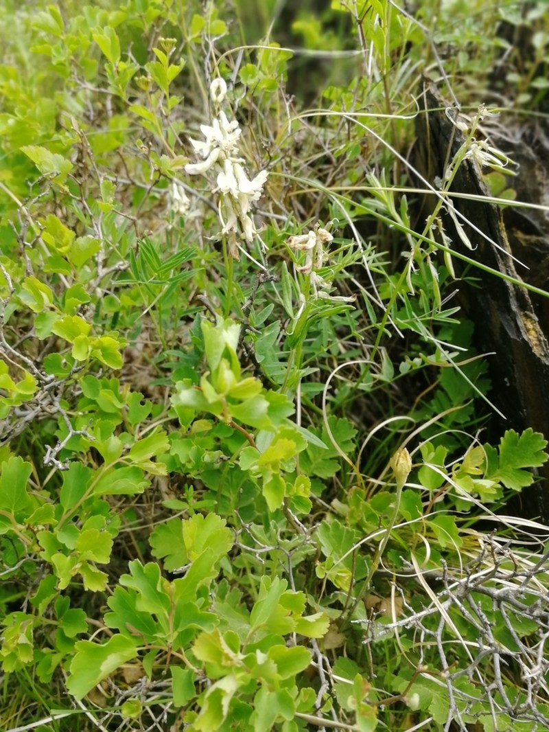 Astragalus vaginatus photo 7