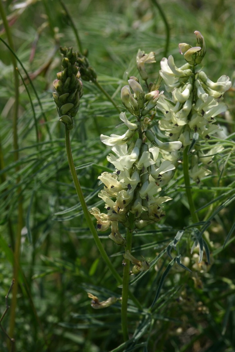 Astragalus vaginatus photo 8