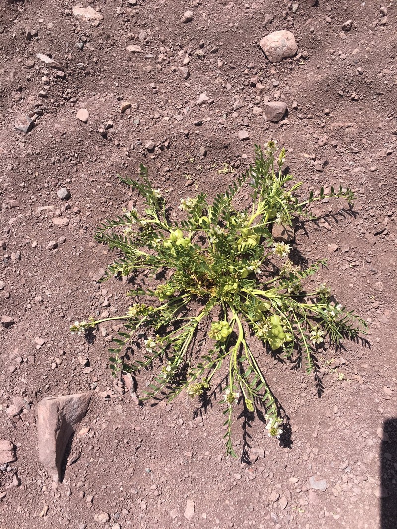 Astragalus vagus photo 3