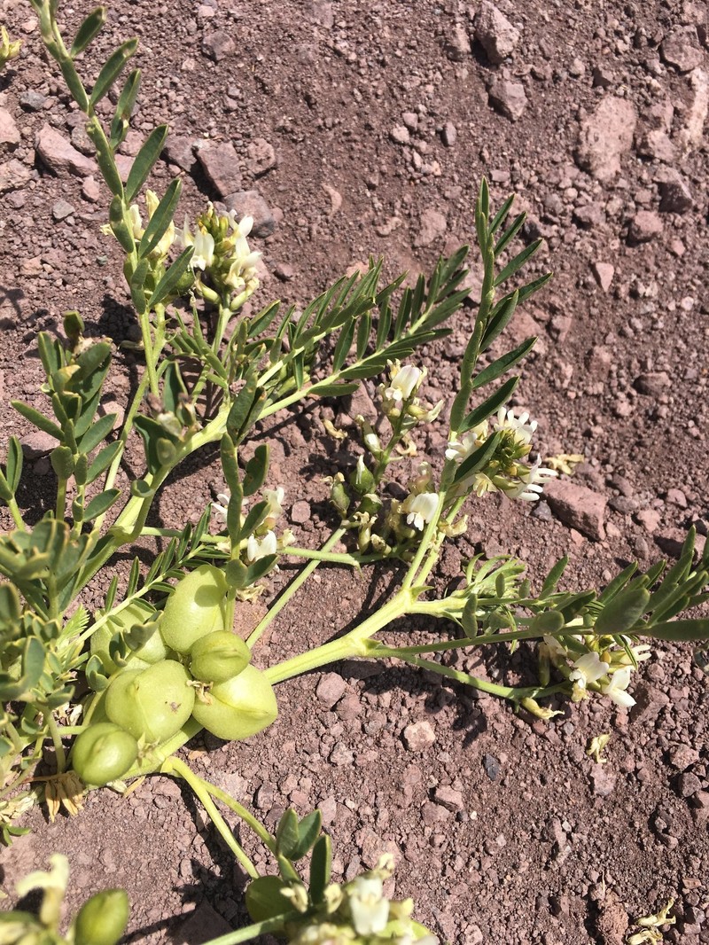 Astragalus vagus