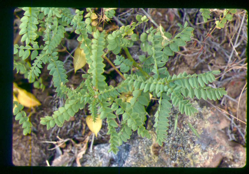 Snake Canyon Milkvetch