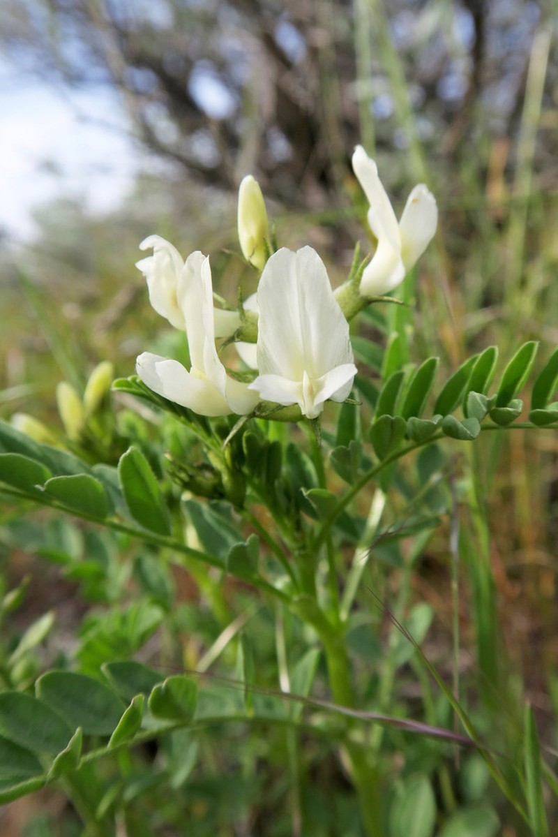 Snake Canyon Milkvetch