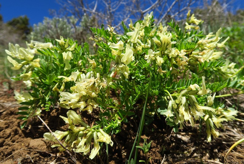 Snake Canyon Milkvetch photo 2