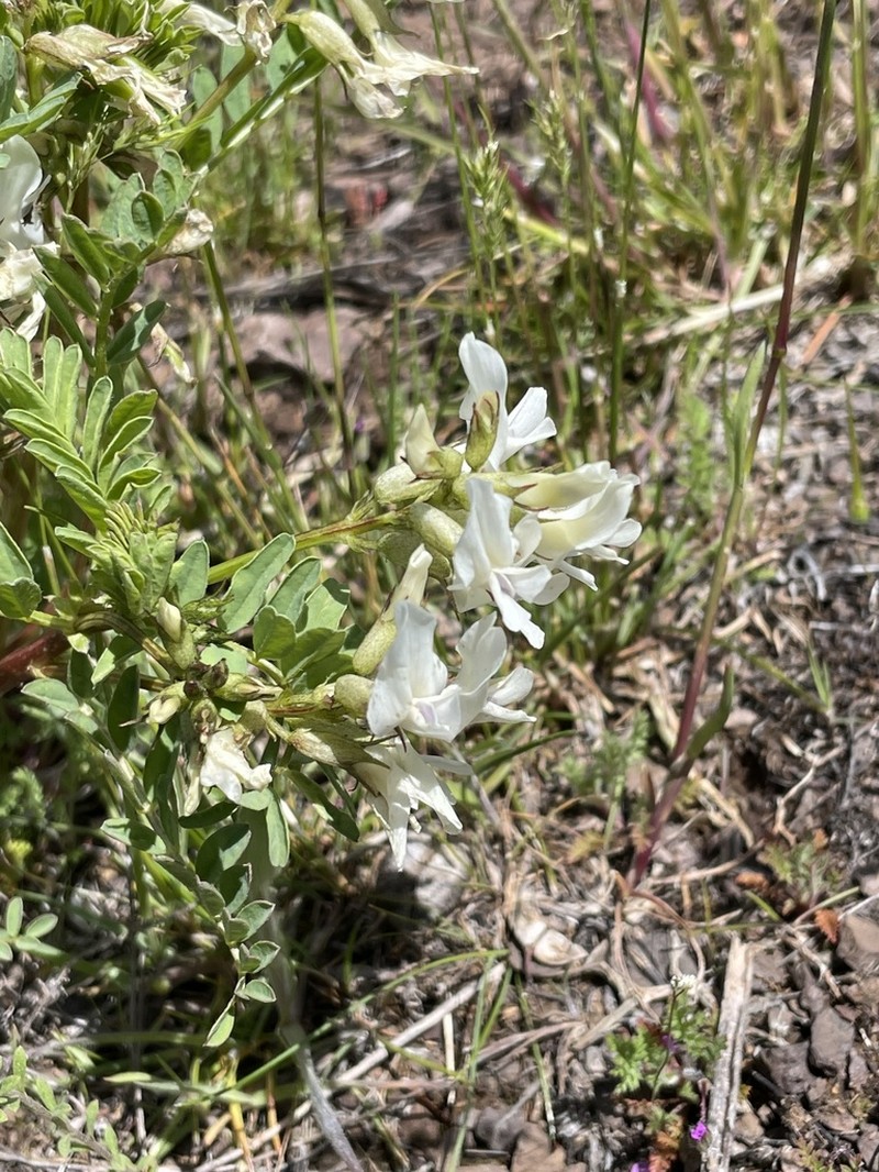 Snake Canyon Milkvetch photo 3