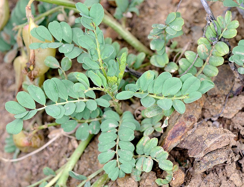 Snake Canyon Milkvetch photo 4