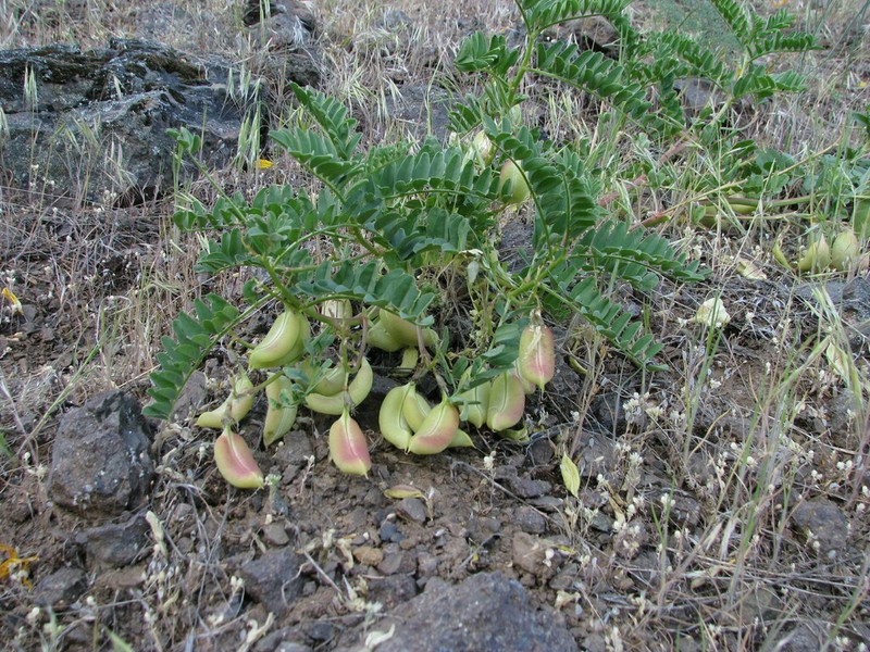 Snake Canyon Milkvetch photo 5