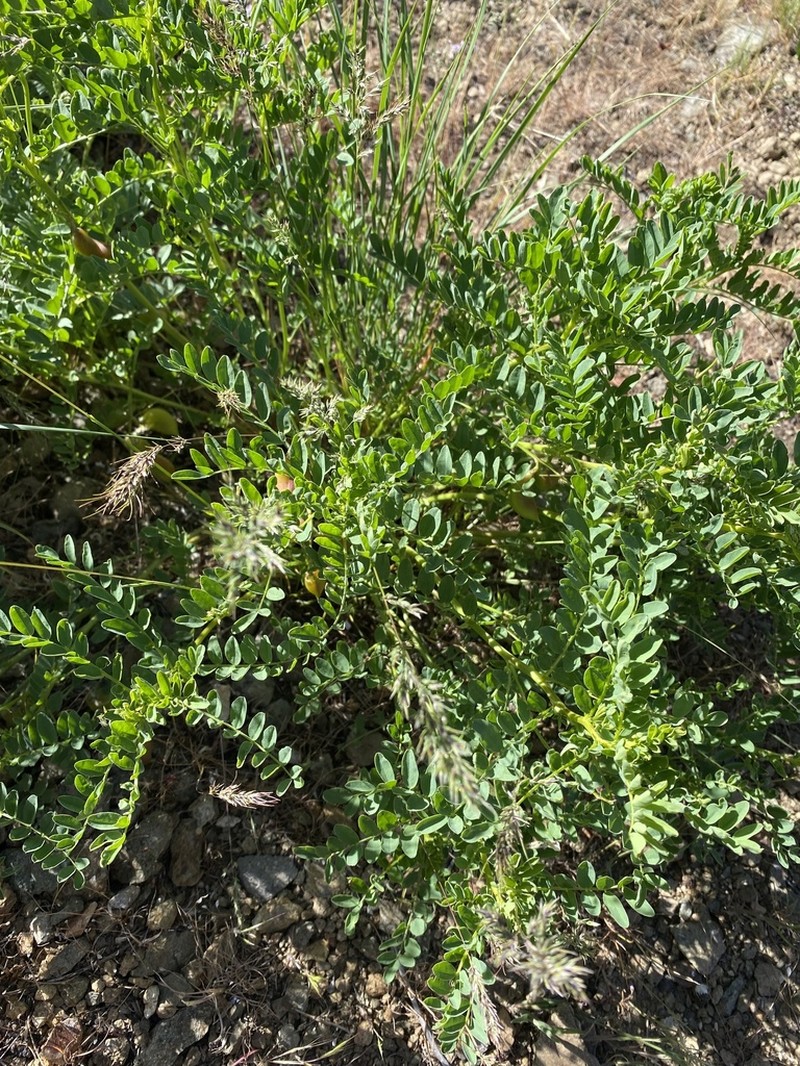 Snake Canyon Milkvetch photo 6