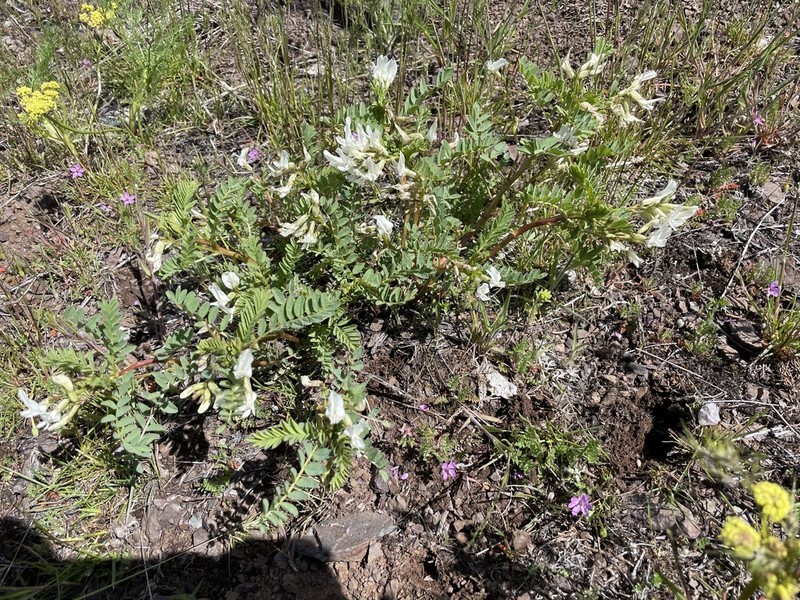 Snake Canyon Milkvetch photo 7