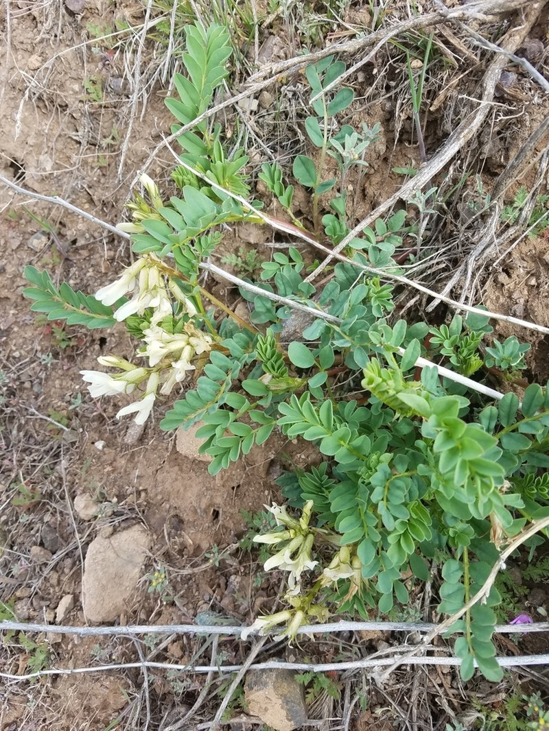 Snake Canyon Milkvetch photo 8