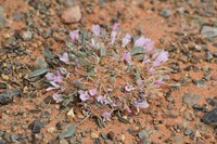Astragalus vallestris