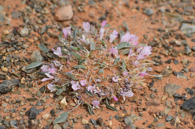 Astragalus vallestris