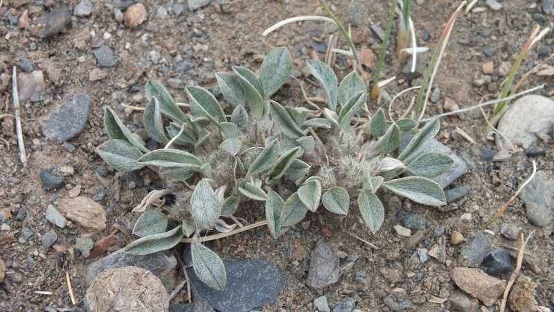 Astragalus vallestris photo 2