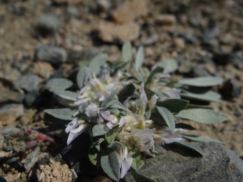 Astragalus vallestris photo 3