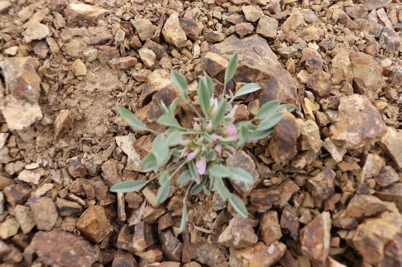 Astragalus vallestris photo 4