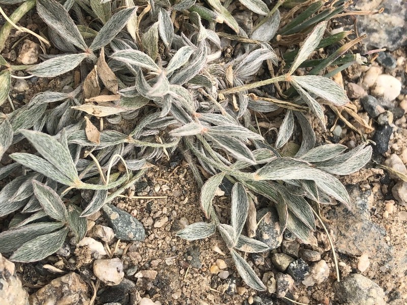 Astragalus vallestris photo 5