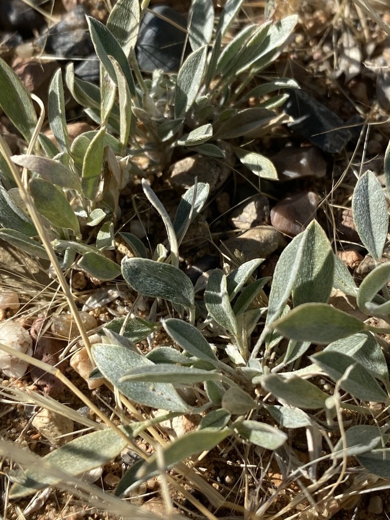 Astragalus vallestris photo 6