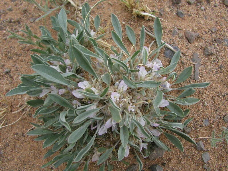 Astragalus vallestris photo 7