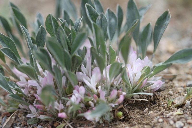 Astragalus vallestris photo 8