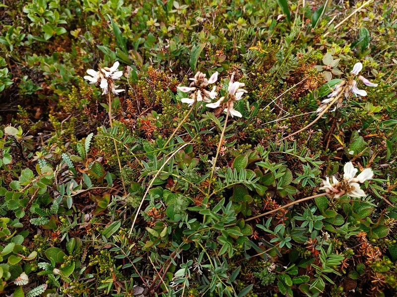 Astragalus vallicola