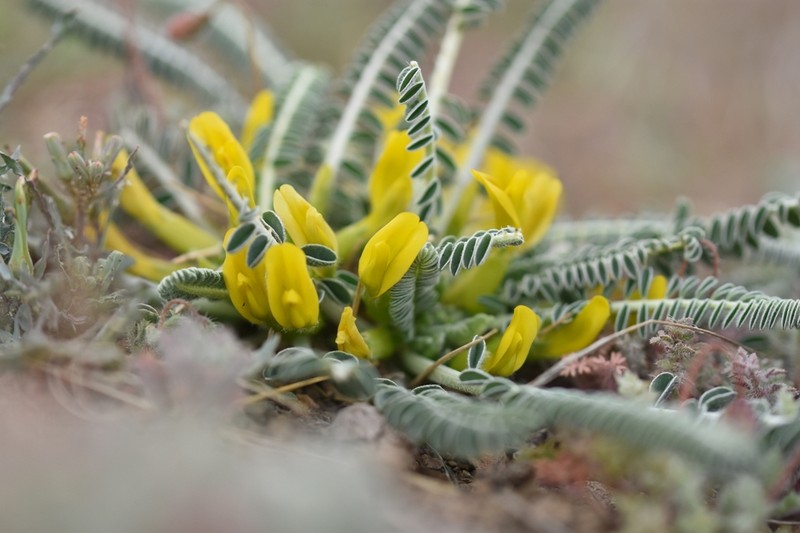 Astragalus vanillae