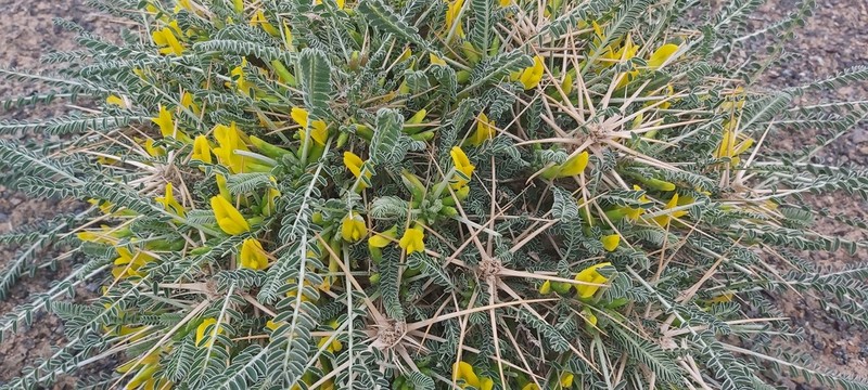 Astragalus vanillae photo 2