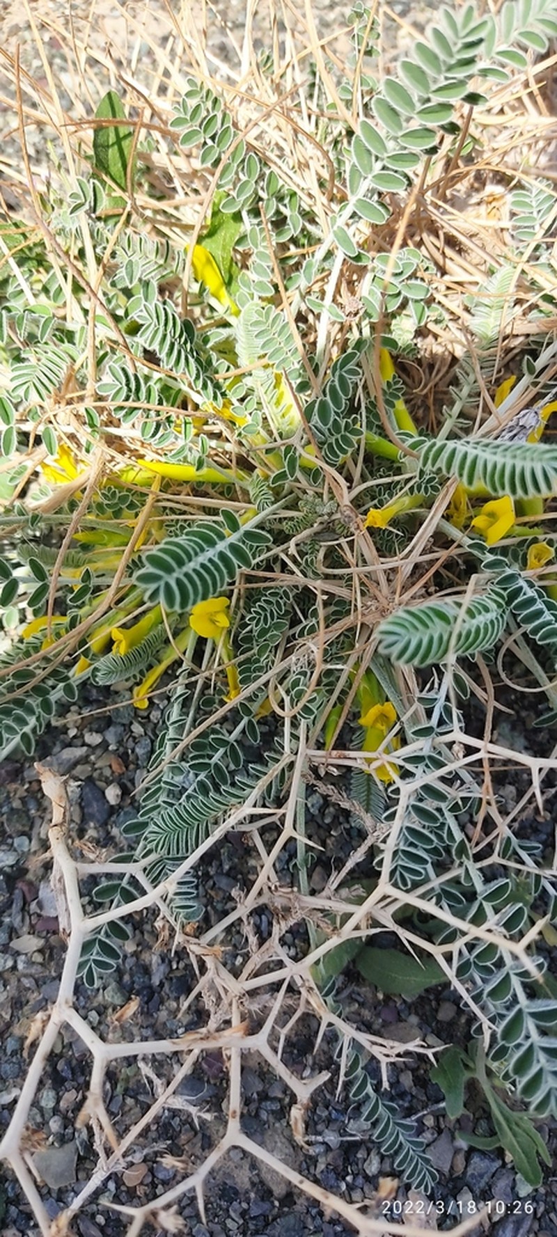 Astragalus vanillae photo 3