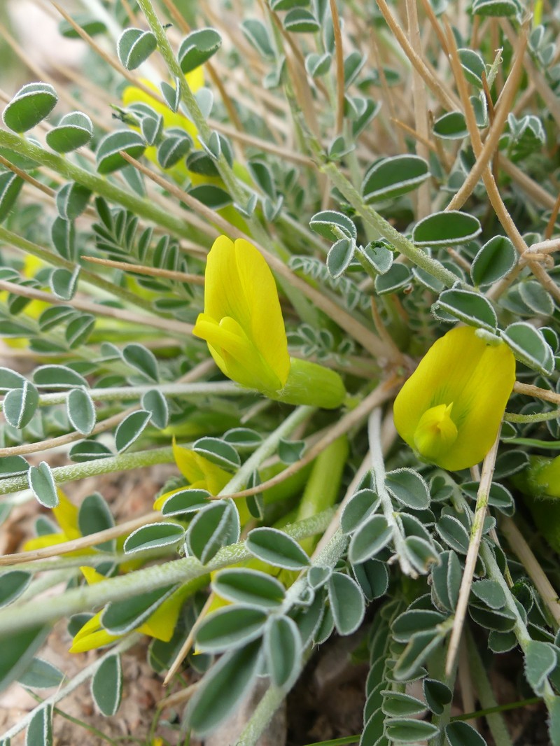 Astragalus vanillae photo 6