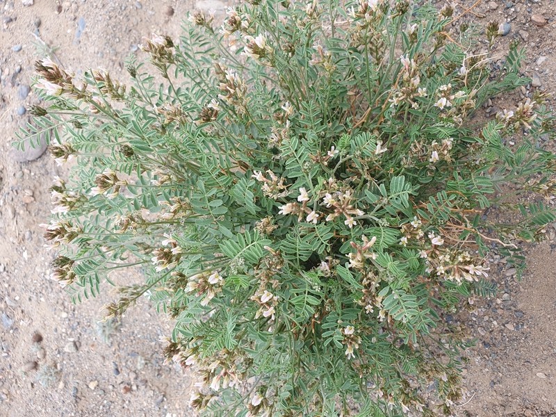 Astragalus variabilis