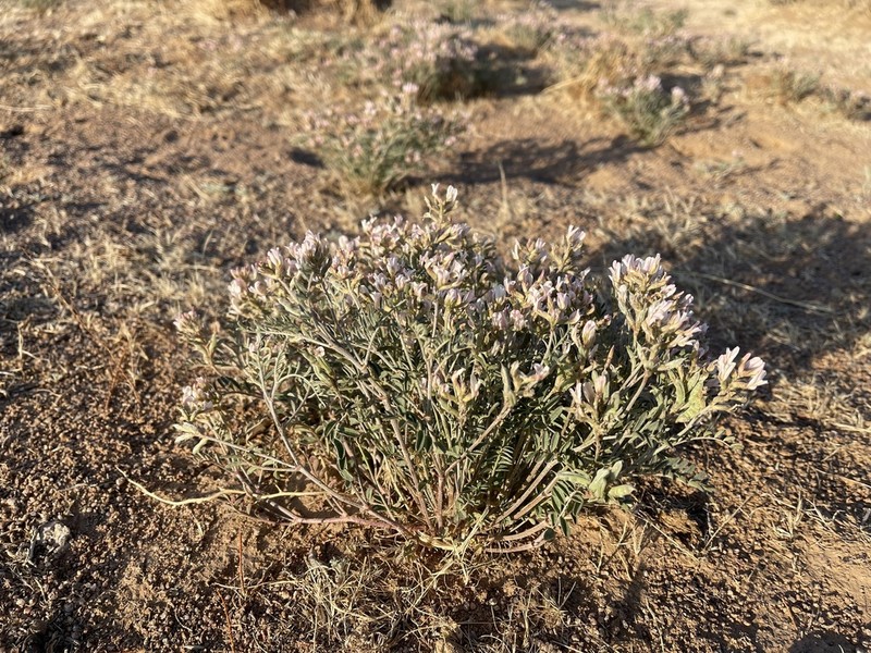 Astragalus variabilis photo 2