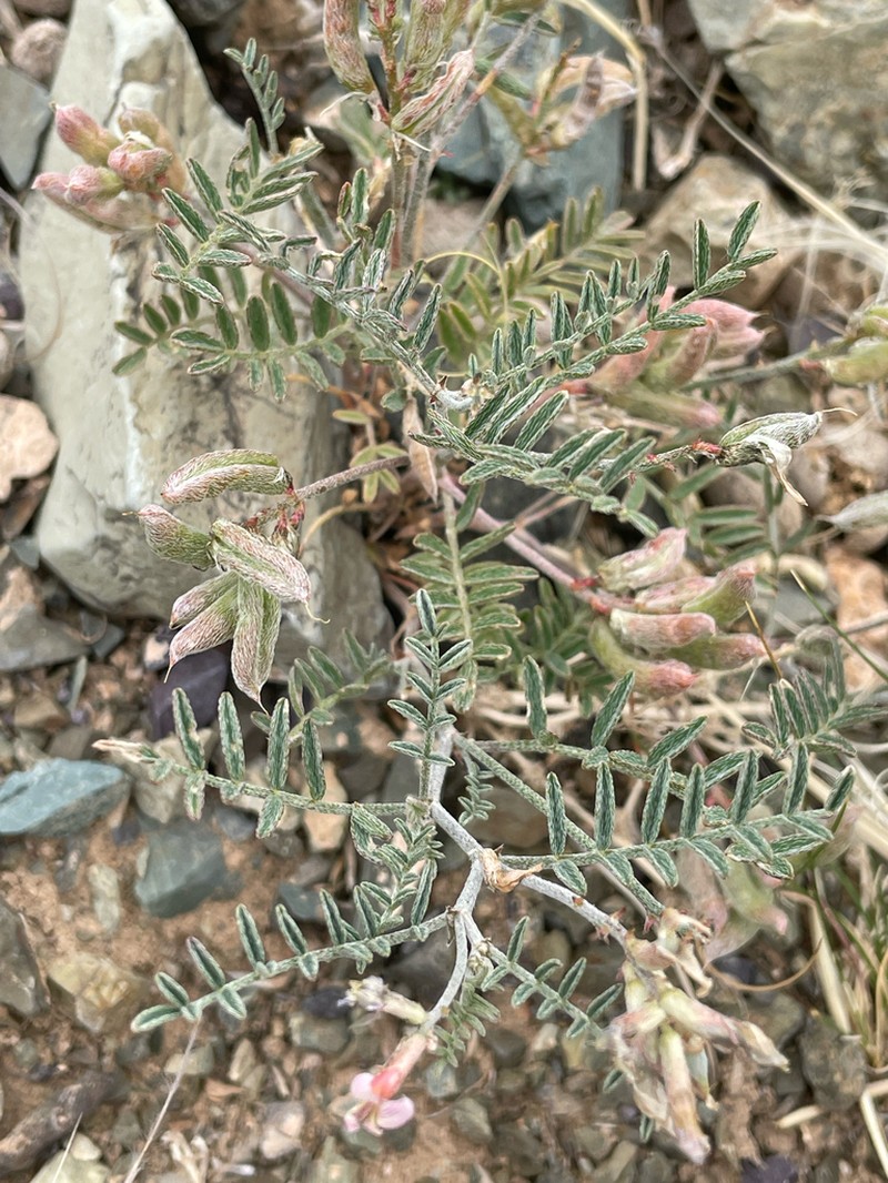 Astragalus variabilis photo 3