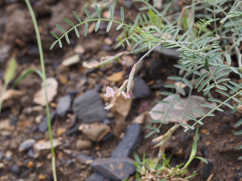 Astragalus variabilis photo 4