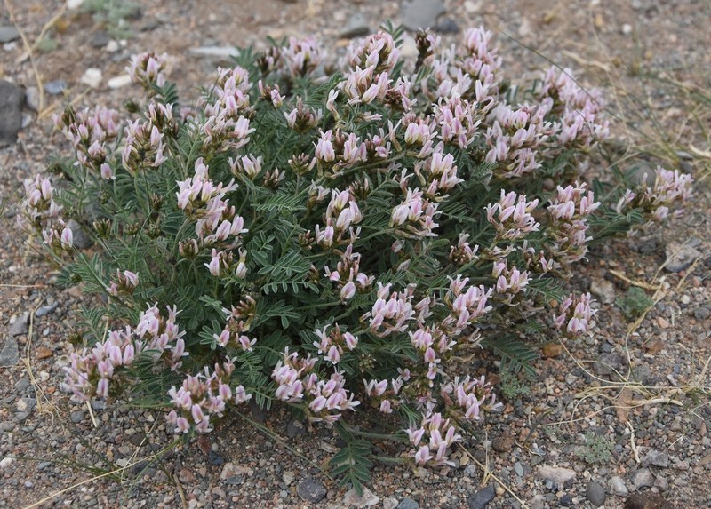 Astragalus variabilis photo 5