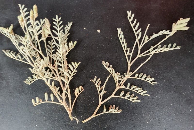 Astragalus variabilis photo 6