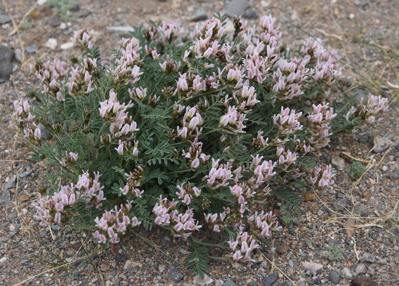 Astragalus variabilis photo 8
