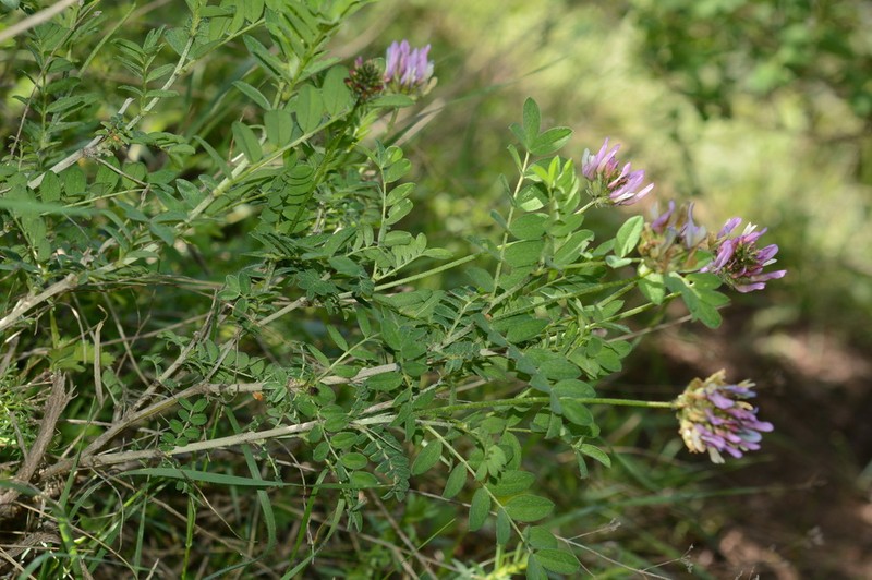Astragalus variegatus