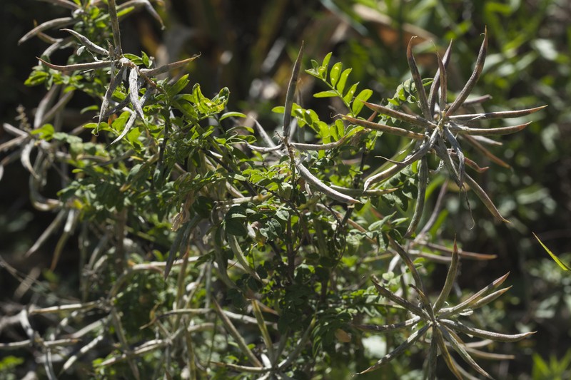 Astragalus variegatus photo 2