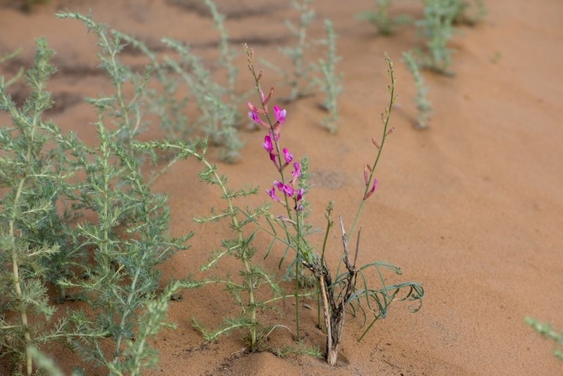 Astragalus varius photo 2