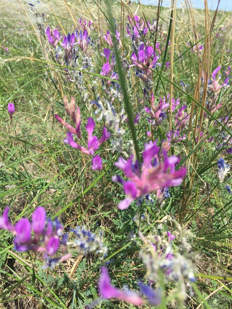 Astragalus varius photo 3