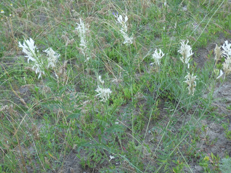Astragalus varius photo 4