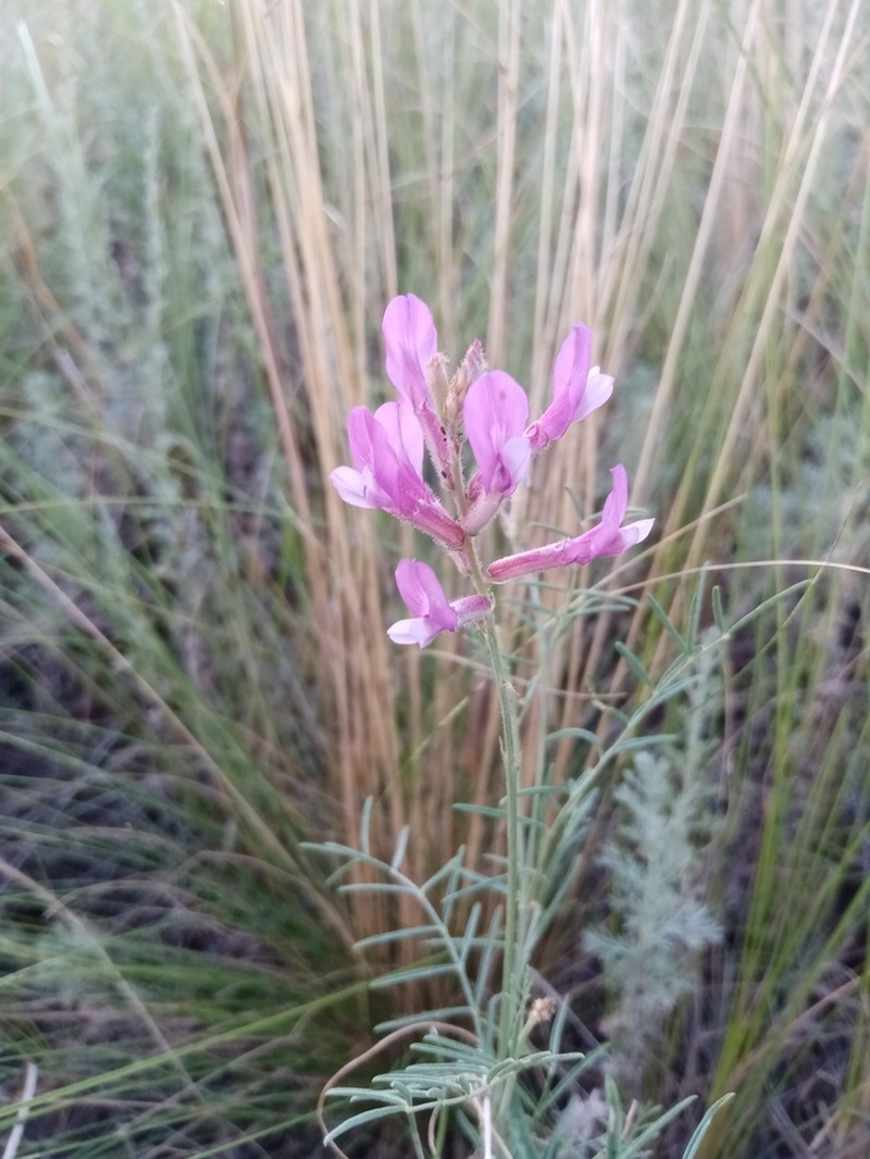 Astragalus varius photo 5